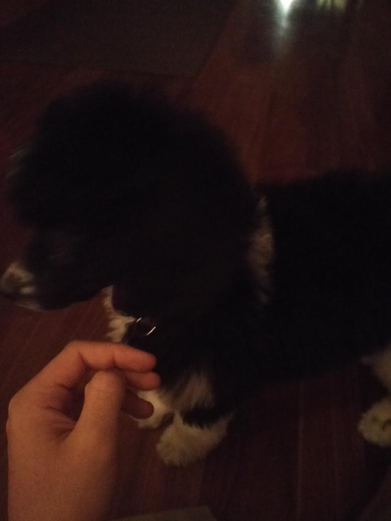 Dog.